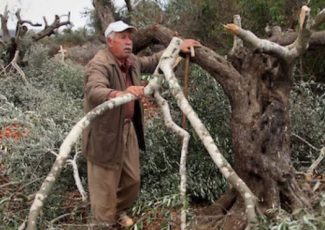 Israeli colonizer vandals cut Palestinian olive trees at al-Jab-a, 20 March 2018