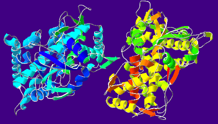 Cytochrome P450 Oxidase (CYP2C9)
