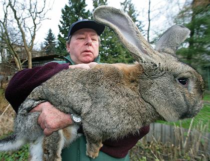 German Grey rabbit