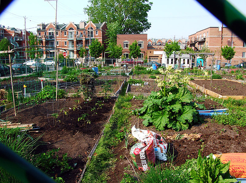 community garden in Montreal