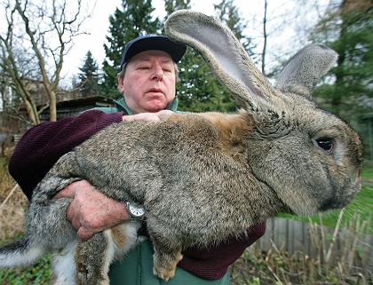 breeder Karl Szmolinsky with German Grey rabbit